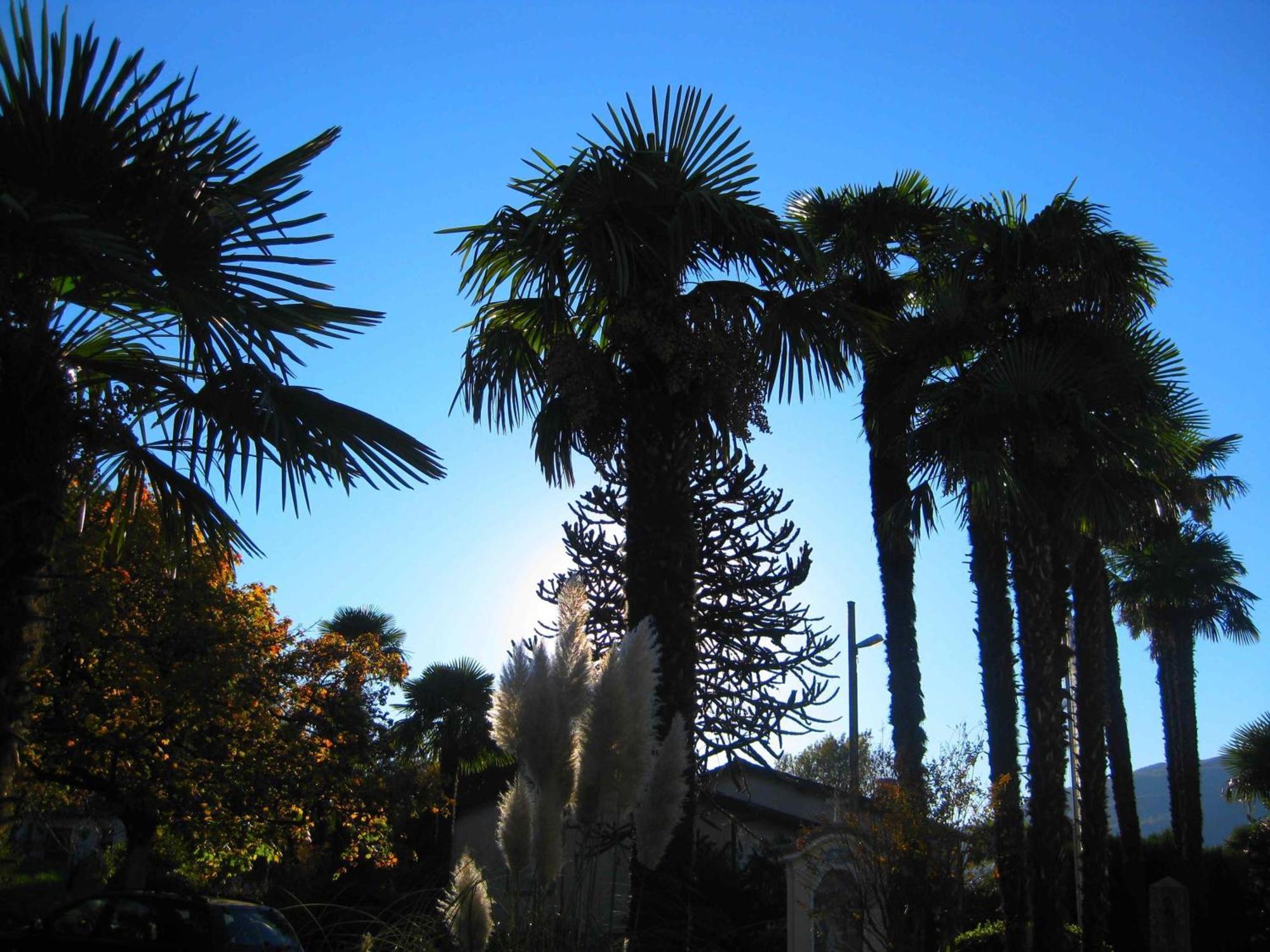 Villa Garni Gardenia Caslano Exterior foto